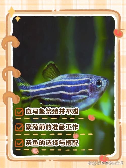 斑马鱼怎样繁育,蝶翼斑马鱼怎样繁育-第4张图片 斑马鱼怎样繁育,蝶翼斑马鱼怎样繁育-第4张图片