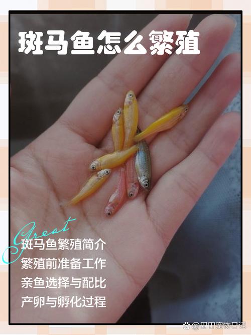 斑马鱼怎样繁育,蝶翼斑马鱼怎样繁育-第5张图片 斑马鱼怎样繁育,蝶翼斑马鱼怎样繁育-第5张图片