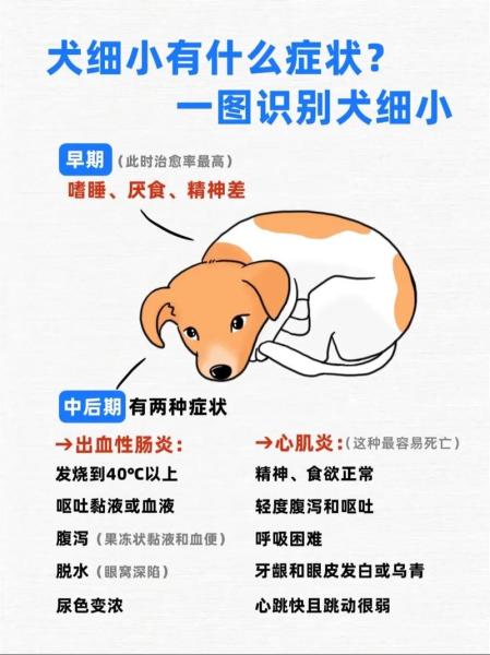 什么是狗狗细小/什么是狗狗细小病毒-第4张图片 什么是狗狗细小/什么是狗狗细小病毒-第4张图片