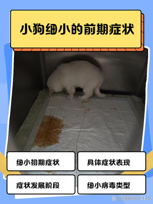 什么是狗狗细小/什么是狗狗细小病毒-第7张图片 什么是狗狗细小/什么是狗狗细小病毒-第7张图片