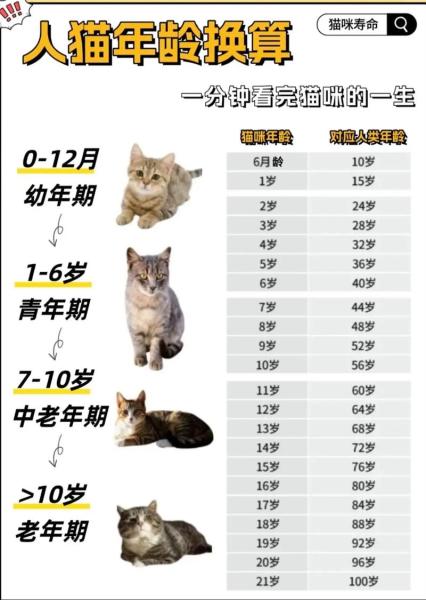作为消费者“猫咪几岁算成年”你不能不知道-第4张图片 作为消费者“猫咪几岁算成年”你不能不知道-第4张图片