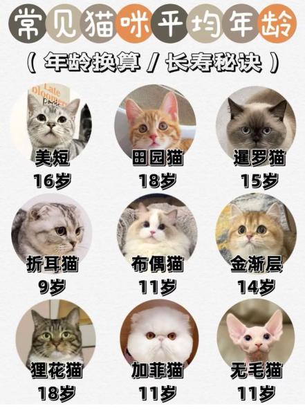 作为消费者“猫咪几岁算成年”你不能不知道-第5张图片 作为消费者“猫咪几岁算成年”你不能不知道-第5张图片