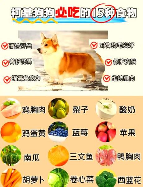 解析“小狗能吃鸡蛋吗”你不知道的事