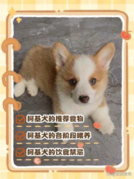 解析“小狗能吃鸡蛋吗”你不知道的事-第5张图片 解析“小狗能吃鸡蛋吗”你不知道的事-第5张图片