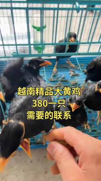 鹩哥多少钱的简单介绍-第2张图片 鹩哥多少钱的简单介绍-第2张图片
