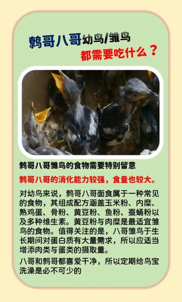 鹩哥多少钱的简单介绍-第3张图片 鹩哥多少钱的简单介绍-第3张图片