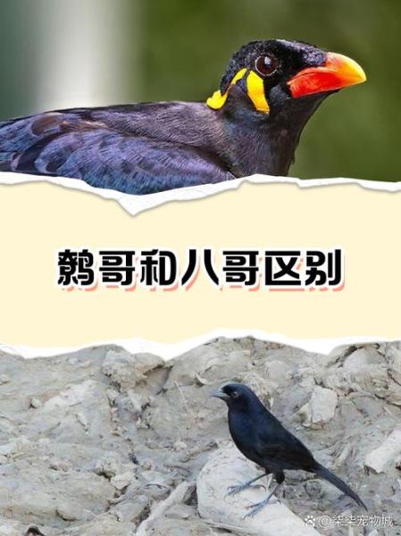 鹩哥多少钱的简单介绍-第5张图片 鹩哥多少钱的简单介绍-第5张图片