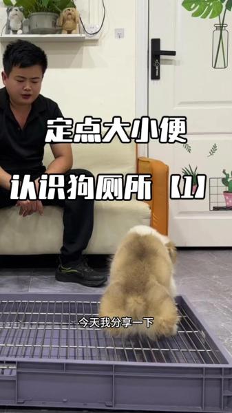 怎么让狗狗拉屎-怎样防止狗狗在门口大小便-第6张图片 怎么让狗狗拉屎-怎样防止狗狗在门口大小便-第6张图片