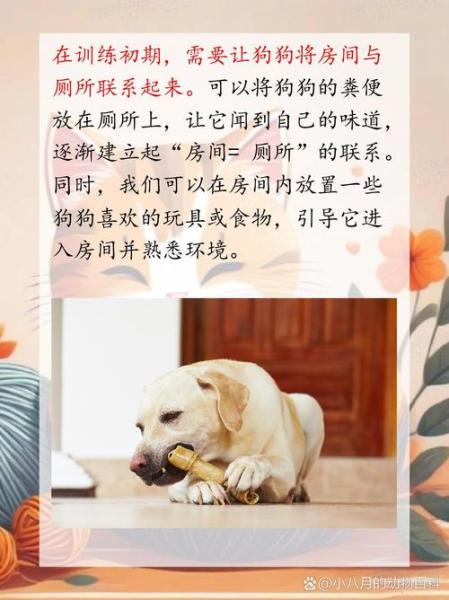 怎么让狗狗拉屎-怎样防止狗狗在门口大小便-第9张图片 怎么让狗狗拉屎-怎样防止狗狗在门口大小便-第9张图片