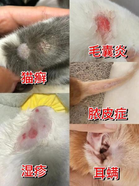 猫咪需要剃毛吗,猫可以剃毛吗防止掉毛吗-第2张图片 猫咪需要剃毛吗,猫可以剃毛吗防止掉毛吗-第2张图片