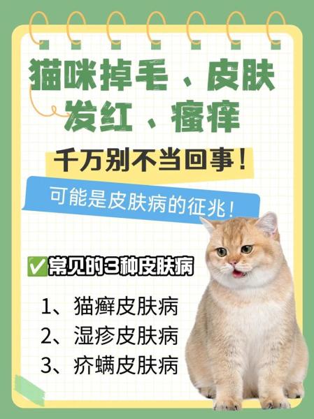 猫咪需要剃毛吗,猫可以剃毛吗防止掉毛吗-第6张图片 猫咪需要剃毛吗,猫可以剃毛吗防止掉毛吗-第6张图片