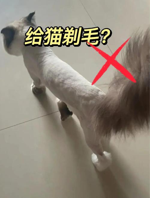 猫咪需要剃毛吗,猫可以剃毛吗防止掉毛吗-第7张图片 猫咪需要剃毛吗,猫可以剃毛吗防止掉毛吗-第7张图片
