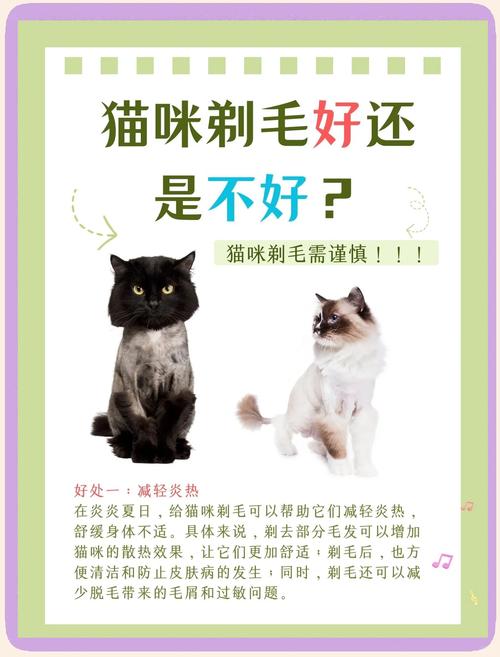 猫咪需要剃毛吗,猫可以剃毛吗防止掉毛吗-第10张图片 猫咪需要剃毛吗,猫可以剃毛吗防止掉毛吗-第10张图片