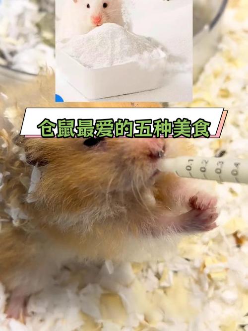解析“仓鼠可以吃梨吗”你不知道的事-第8张图片 解析“仓鼠可以吃梨吗”你不知道的事-第8张图片