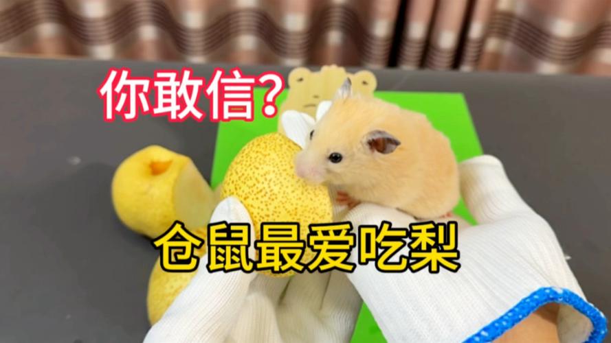 解析“仓鼠可以吃梨吗”你不知道的事-第9张图片 解析“仓鼠可以吃梨吗”你不知道的事-第9张图片