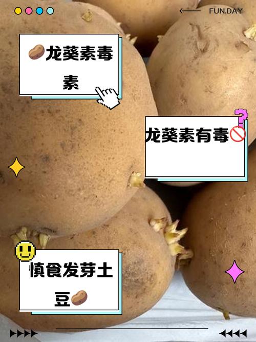 解析“生土豆”你不知道的事-第7张图片 解析“生土豆”你不知道的事-第7张图片