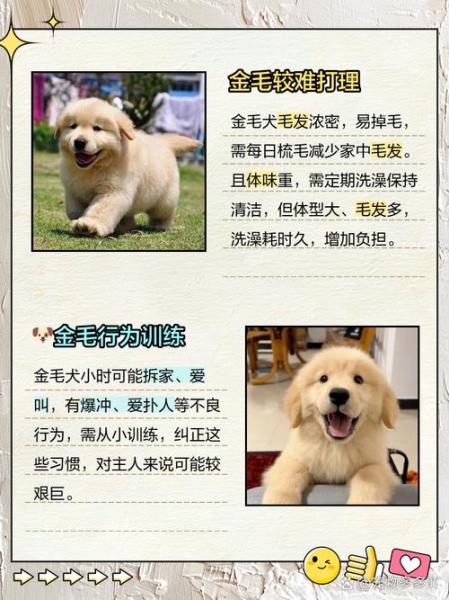 作为消费者“金毛不建议养的原因”你不能不知道-第2张图片 作为消费者“金毛不建议养的原因”你不能不知道-第2张图片