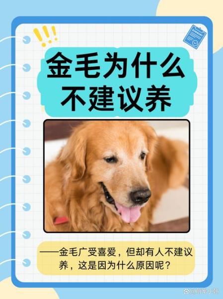作为消费者“金毛不建议养的原因”你不能不知道-第5张图片 作为消费者“金毛不建议养的原因”你不能不知道-第5张图片