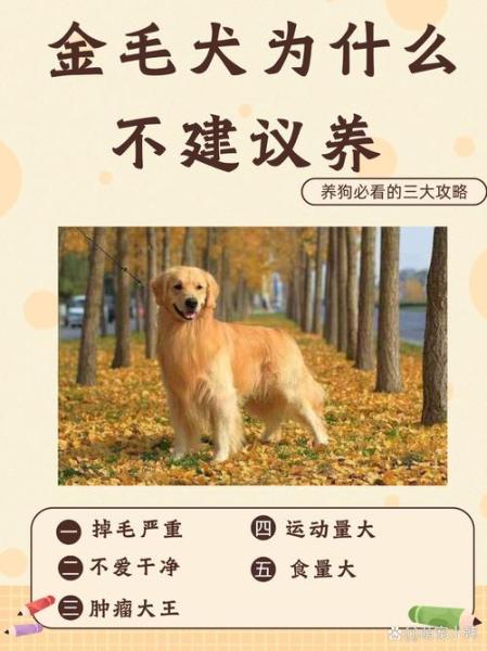 作为消费者“金毛不建议养的原因”你不能不知道-第6张图片 作为消费者“金毛不建议养的原因”你不能不知道-第6张图片
