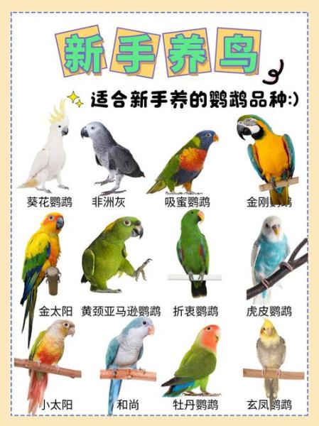黑顶吸蜜鹦鹉5000一只/黑顶吸蜜鹦鹉寿命-第3张图片 黑顶吸蜜鹦鹉5000一只/黑顶吸蜜鹦鹉寿命-第3张图片