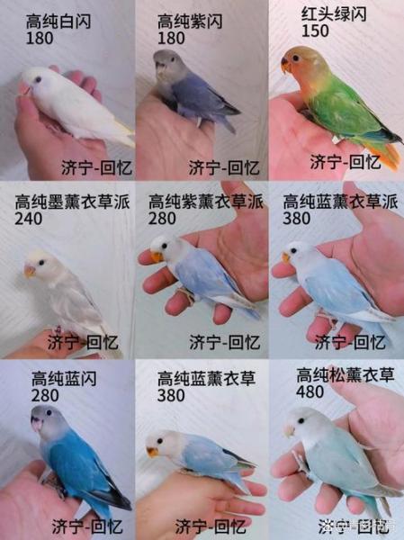 黑顶吸蜜鹦鹉5000一只/黑顶吸蜜鹦鹉寿命-第5张图片 黑顶吸蜜鹦鹉5000一只/黑顶吸蜜鹦鹉寿命-第5张图片