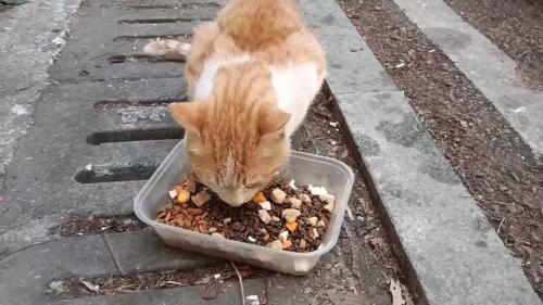 猫能吃啥，猫能吃啥人吃的东西