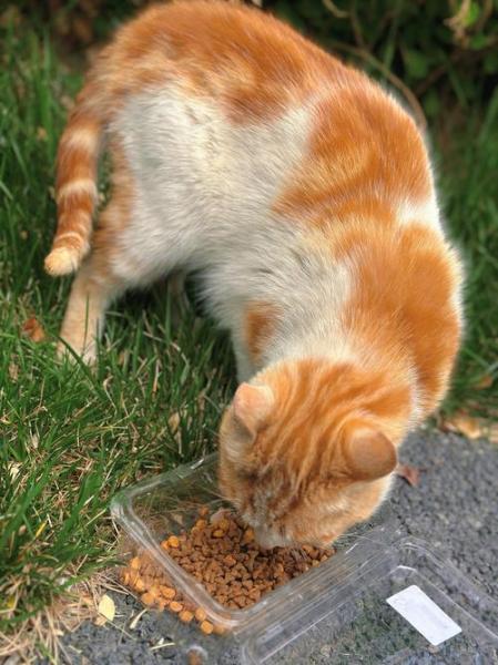 猫能吃啥,猫能吃啥人吃的东西-第2张图片 猫能吃啥,猫能吃啥人吃的东西-第2张图片