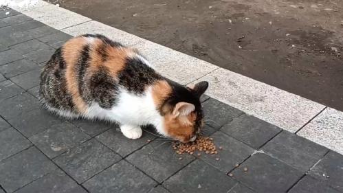 猫能吃啥,猫能吃啥人吃的东西-第3张图片 猫能吃啥,猫能吃啥人吃的东西-第3张图片