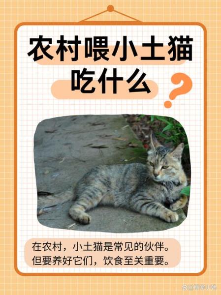 猫能吃啥,猫能吃啥人吃的东西-第9张图片 猫能吃啥,猫能吃啥人吃的东西-第9张图片
