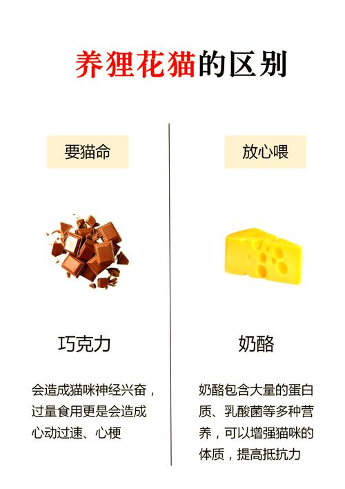 猫能吃啥,猫能吃啥人吃的东西-第10张图片 猫能吃啥,猫能吃啥人吃的东西-第10张图片