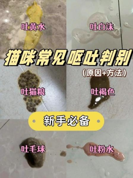 解析“猫咪老吐怎么回事”你不知道的事-第4张图片 解析“猫咪老吐怎么回事”你不知道的事-第4张图片
