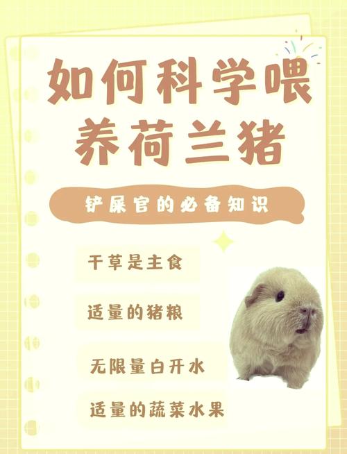 老年荷兰猪的喂养/荷兰猪老了吃什么