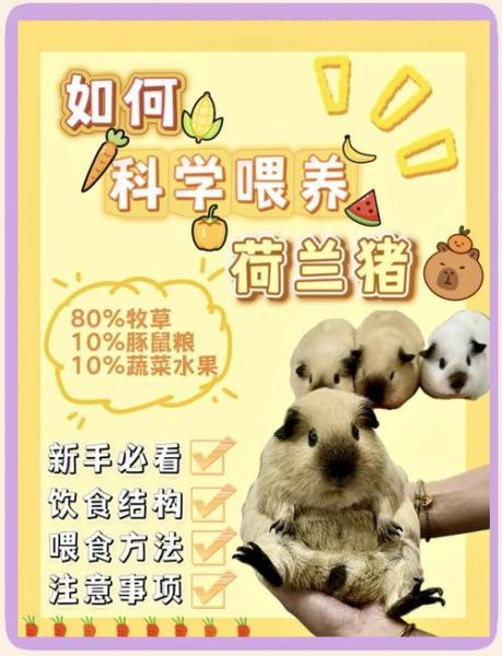 老年荷兰猪的喂养/荷兰猪老了吃什么-第2张图片 老年荷兰猪的喂养/荷兰猪老了吃什么-第2张图片