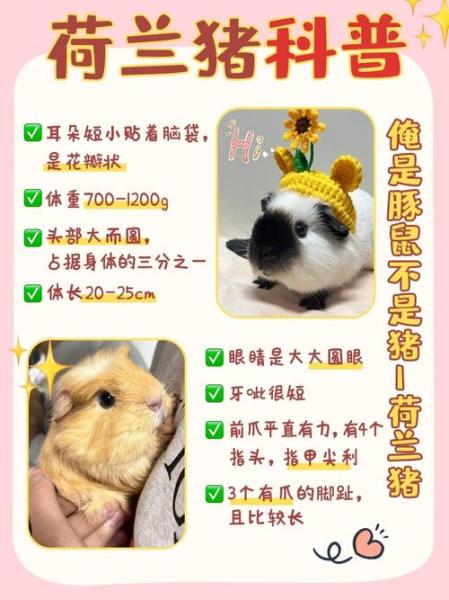 老年荷兰猪的喂养/荷兰猪老了吃什么-第5张图片 老年荷兰猪的喂养/荷兰猪老了吃什么-第5张图片
