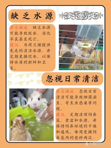 老年荷兰猪的喂养/荷兰猪老了吃什么-第6张图片 老年荷兰猪的喂养/荷兰猪老了吃什么-第6张图片