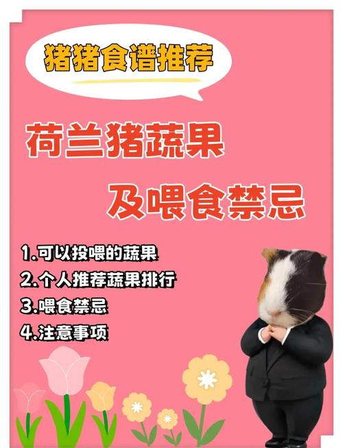 老年荷兰猪的喂养/荷兰猪老了吃什么-第7张图片 老年荷兰猪的喂养/荷兰猪老了吃什么-第7张图片