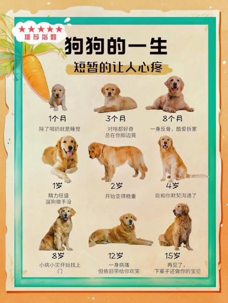 作为消费者“狗多大就定型不长了”你不能不知道-第4张图片 作为消费者“狗多大就定型不长了”你不能不知道-第4张图片