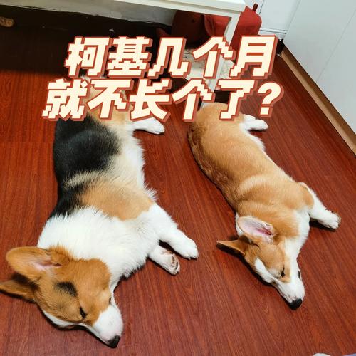 作为消费者“狗多大就定型不长了”你不能不知道-第8张图片 作为消费者“狗多大就定型不长了”你不能不知道-第8张图片