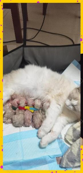 哺乳期猫咪可以洗澡吗/哺乳期猫咪可以洗澡吗冬天