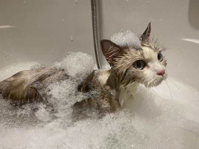 哺乳期猫咪可以洗澡吗/哺乳期猫咪可以洗澡吗冬天-第2张图片 哺乳期猫咪可以洗澡吗/哺乳期猫咪可以洗澡吗冬天-第2张图片
