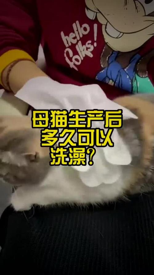 哺乳期猫咪可以洗澡吗/哺乳期猫咪可以洗澡吗冬天-第5张图片 哺乳期猫咪可以洗澡吗/哺乳期猫咪可以洗澡吗冬天-第5张图片