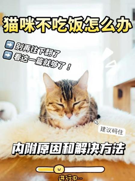 解析“猫不吃饭”你不知道的事