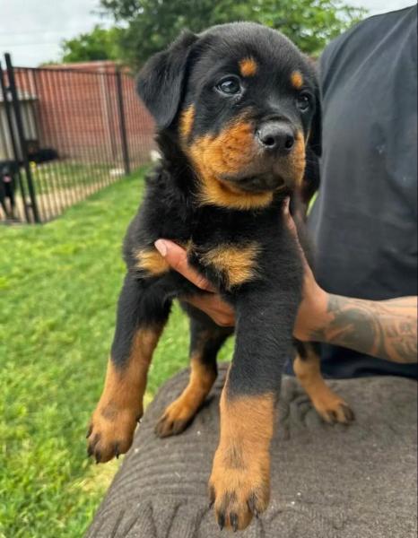 罗威纳幼犬一般多少钱一只/罗威纳幼犬费用多少-第2张图片 罗威纳幼犬一般多少钱一只/罗威纳幼犬费用多少-第2张图片