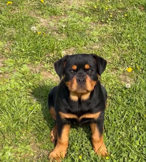 罗威纳幼犬一般多少钱一只/罗威纳幼犬费用多少-第4张图片 罗威纳幼犬一般多少钱一只/罗威纳幼犬费用多少-第4张图片