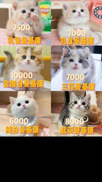 作为消费者“曼基”你不能不知道-第3张图片 作为消费者“曼基”你不能不知道-第3张图片