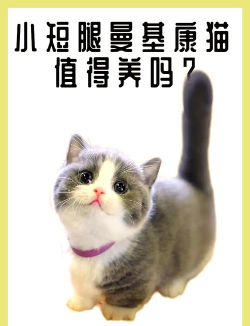作为消费者“曼基”你不能不知道-第8张图片 作为消费者“曼基”你不能不知道-第8张图片
