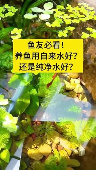纯净水可以养鱼吗/过滤纯净水可以养鱼吗-第1张图片 纯净水可以养鱼吗/过滤纯净水可以养鱼吗-第1张图片
