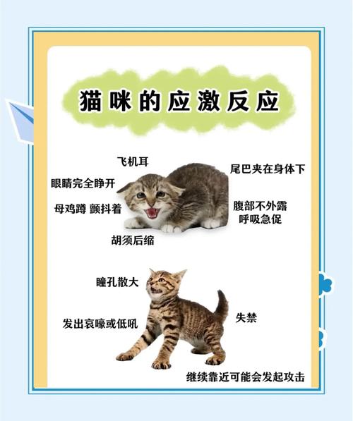 猫应激反应肚子什么反应,猫应激之后肚子一抽一抽的怎么回事-第1张图片 猫应激反应肚子什么反应,猫应激之后肚子一抽一抽的怎么回事-第1张图片
