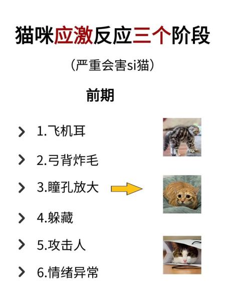 猫应激反应肚子什么反应,猫应激之后肚子一抽一抽的怎么回事-第3张图片 猫应激反应肚子什么反应,猫应激之后肚子一抽一抽的怎么回事-第3张图片