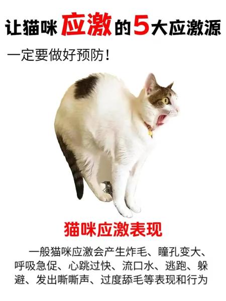 猫应激反应肚子什么反应,猫应激之后肚子一抽一抽的怎么回事-第6张图片 猫应激反应肚子什么反应,猫应激之后肚子一抽一抽的怎么回事-第6张图片